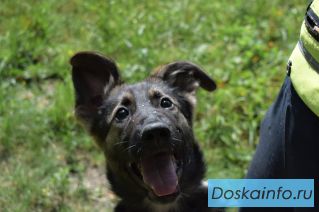 Отдам щенка в добрые руки 
