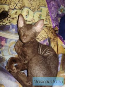 Котята Сфинксы Петерболд