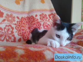 Котята в добрые руки (привиты)