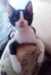 Уменьшенная картинка