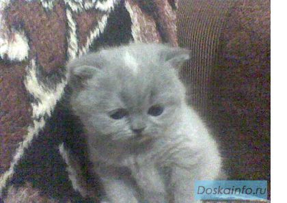 Кошка плюшивый перс