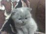 Кошка плюшивый перс