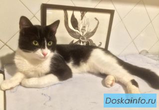 Памагите съехать от мамы, я уже взрослый котик 