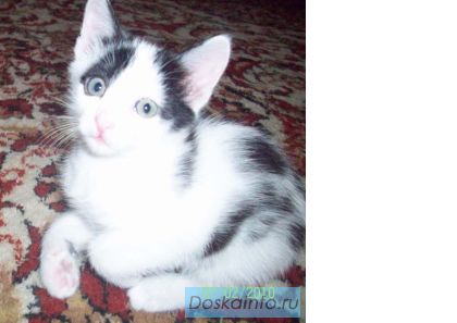 Отдам милых котят в хорошие руки