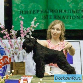 Щенки цвергшнауцера черного окраса