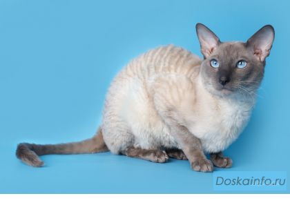 Корниш-рекс котята
