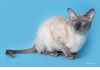 Корниш-рекс котята
