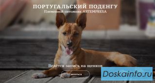 Хотите взять щенка португальского Поденгу из надежного питомника?