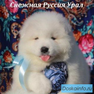Самоед щенки.Медвежий тип.