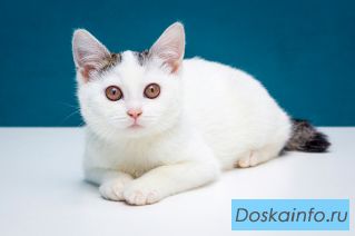 Маленькие мальчишки-братишки в поиске самых надежных семей