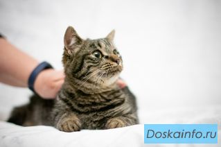 Василиса ищет дом