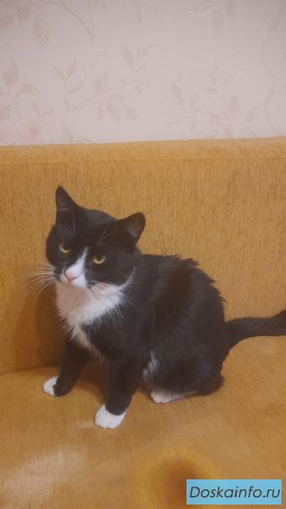 Котик ищет дом