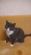 Котик ищет дом