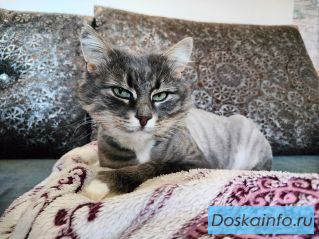 Найден кот! Ищем старых или новых хозяев