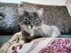 Найден кот! Ищем старых или новых хозяев