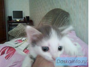 Котята