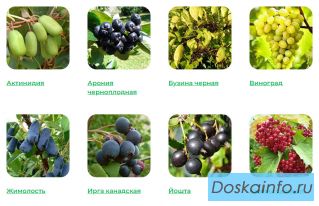Необходимо приобрести крепкие и здоровые саженцы?