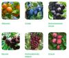 Уменьшенная картинка