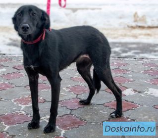 Собачка Джесси ищет дом