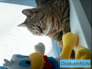 Кот Бен шотландец