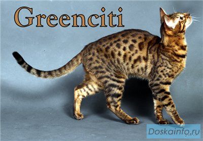 Бенгальские котята и котята породы тойгер.