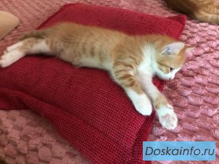 Отдам двух котят в добрые руки
