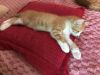 Отдам двух котят в добрые руки