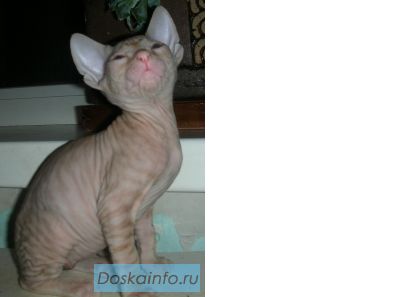 Породистые котята Донского Сфинкса