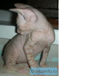Котята Донского Сфинкса породистые