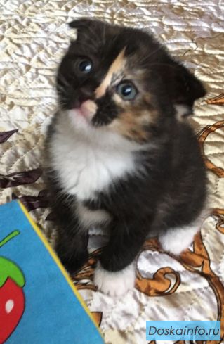 Котята и кошка мама