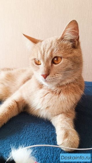 Рыжик ищет дом