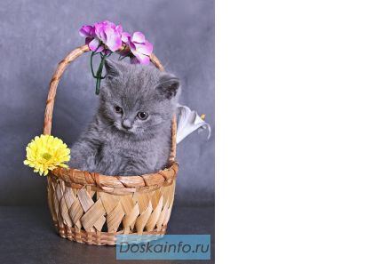 Шотландские котята!