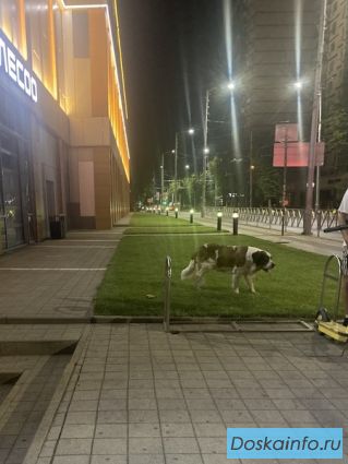 Потерявшаяся собака гуляет в центре Краснодара 