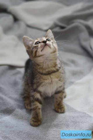 Любознательный котёнок Дымок в добрые руки!