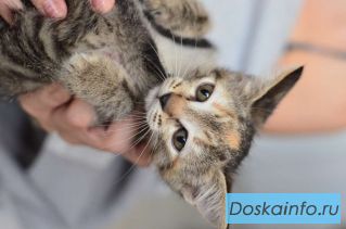 Игривая малышка Бусинка в добрые руки!