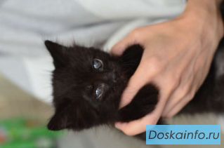 Спокойный котенок Космос в добрые руки!