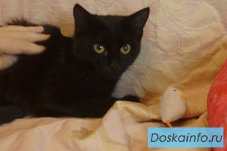 Кошечка Ягодка в добрые руки