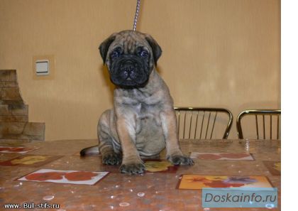 Щенки бульмастифа