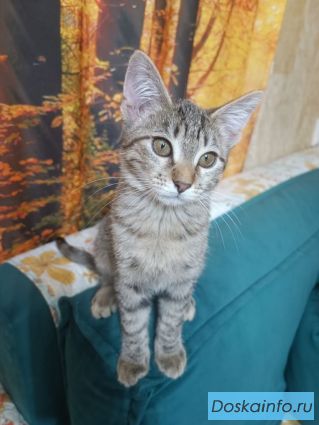Котенок Нюша в добрые руки