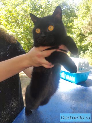 Кошка чёрная