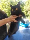 Кошка чёрная