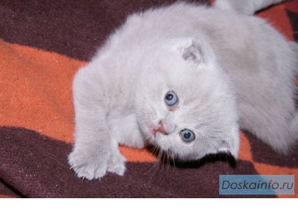 Продаются котята шотландской вислоухой, помет 
