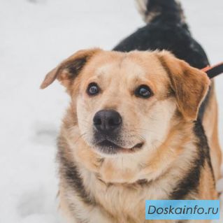 Плюша ищет дом