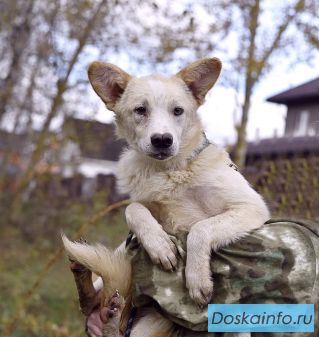 Добрый Кай пёсик носик ищет дом