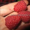 Уменьшенная картинка