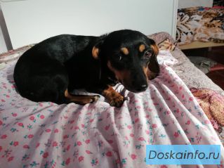 Отдам таксу в добрые руки