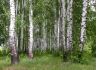 Уменьшенная картинка
