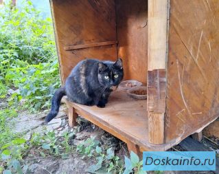 Кошка на улице