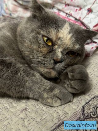 Шотландская  кошечка ,бесплатно