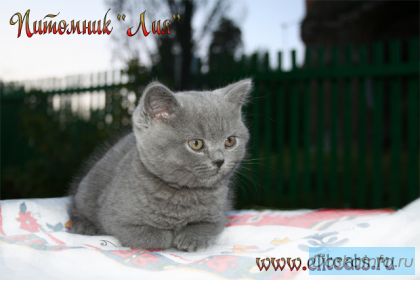 Британские котята питомника 'Лия'